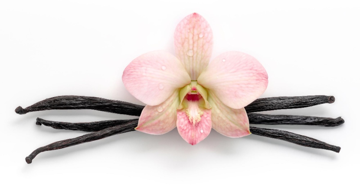 Ваніль в парфумерії: від солодкого десерту до елегантної класики